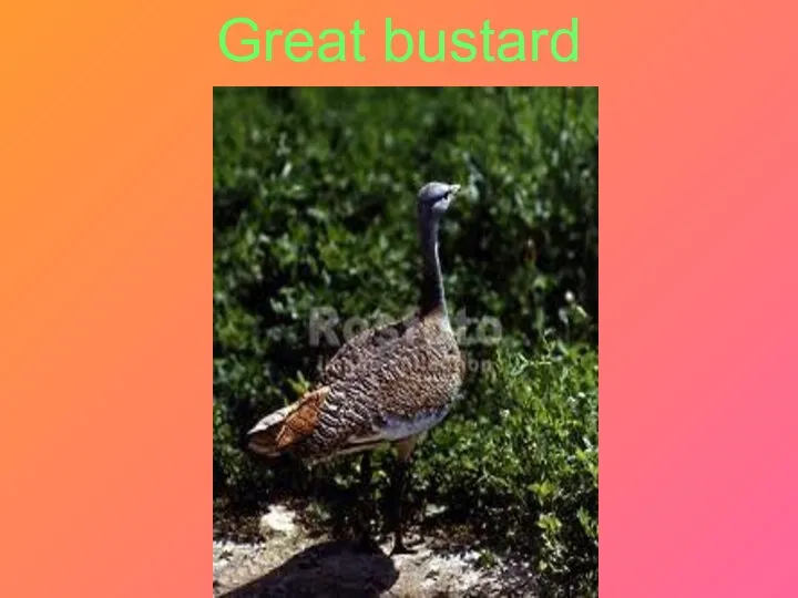 Great bustard