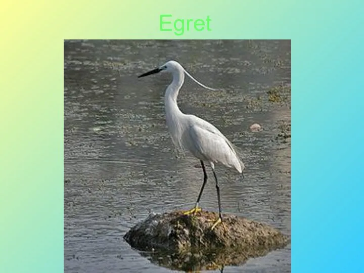 Egret