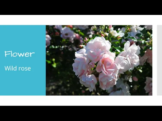 Flower Wild rose