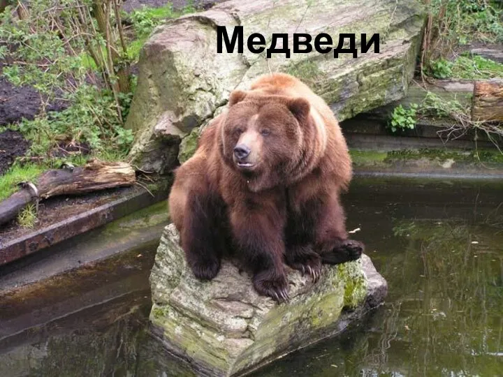 Медведи