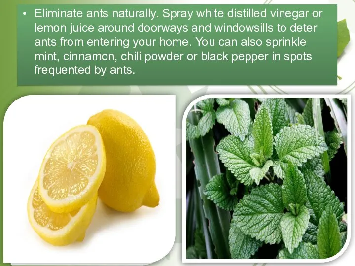 Eliminate ants naturally. Spray white distilled vinegar or lemon juice around