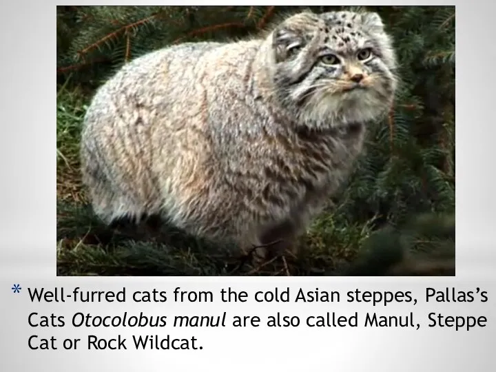 Well-furred cats from the cold Asian steppes, Pallas’s Cats Otocolobus manul