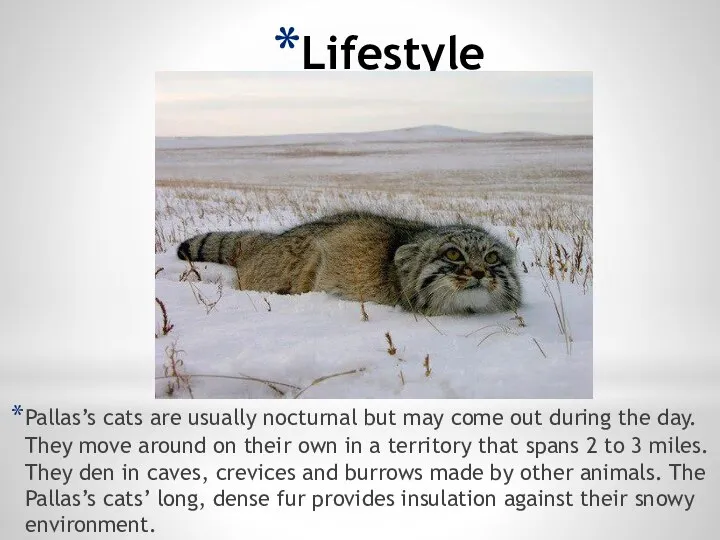 Lifestyle Pallas’s cats are usually nocturnal but may come out during