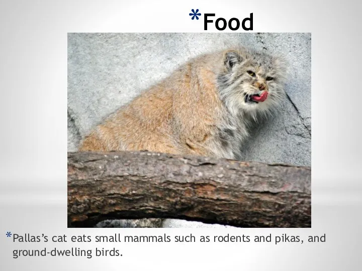 Food Pallas’s cat eats small mammals such as rodents and pikas, and ground-dwelling birds.