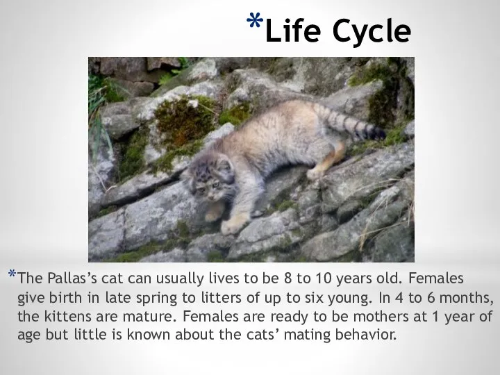 Life Cycle The Pallas’s cat can usually lives to be 8