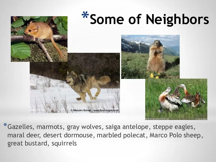 Some of Neighbors Gazelles, marmots, gray wolves, saiga antelope, steppe eagles,