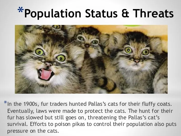 Population Status & Threats In the 1900s, fur traders hunted Pallas’s