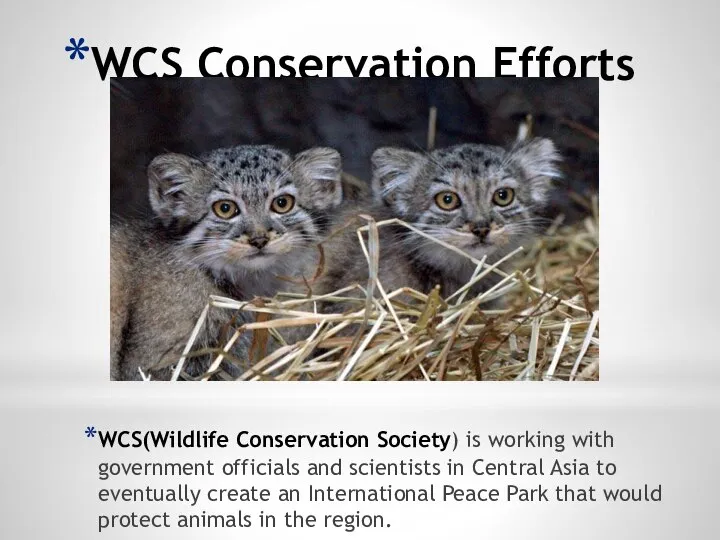 WCS Conservation Efforts WCS(Wildlife Conservation Society) is working with government officials