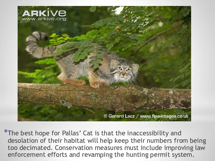 The best hope for Pallas’ Cat is that the inaccessibility and