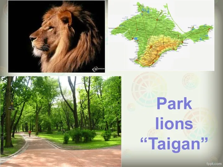 Park lions “Taigan”