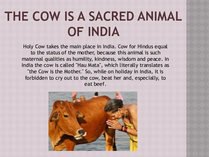 The cow is a sacred animal of India Holy Cow takes