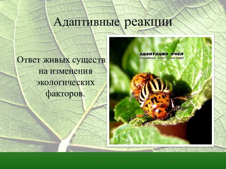 Адаптивные реакции Ответ живых существ на изменения экологических факторов.