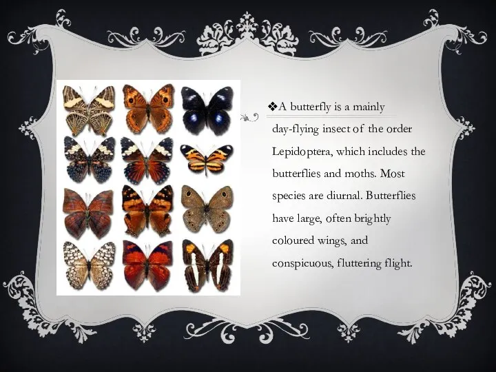 A butterfly is a mainly day-flying insect of the order Lepidoptera,