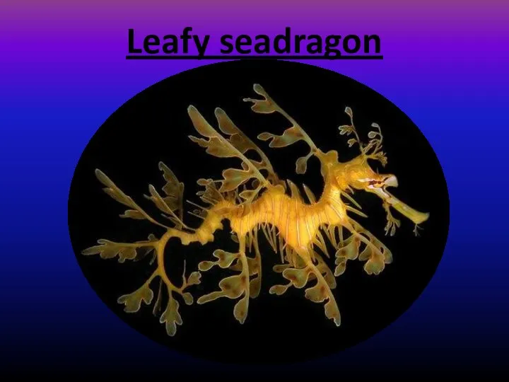 Leafy seadragon