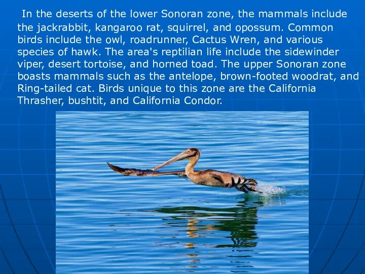 In the deserts of the lower Sonoran zone, the mammals include