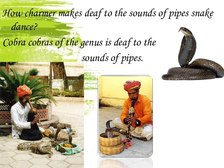 How charmer makes deaf to the sounds of pipes snake dance?