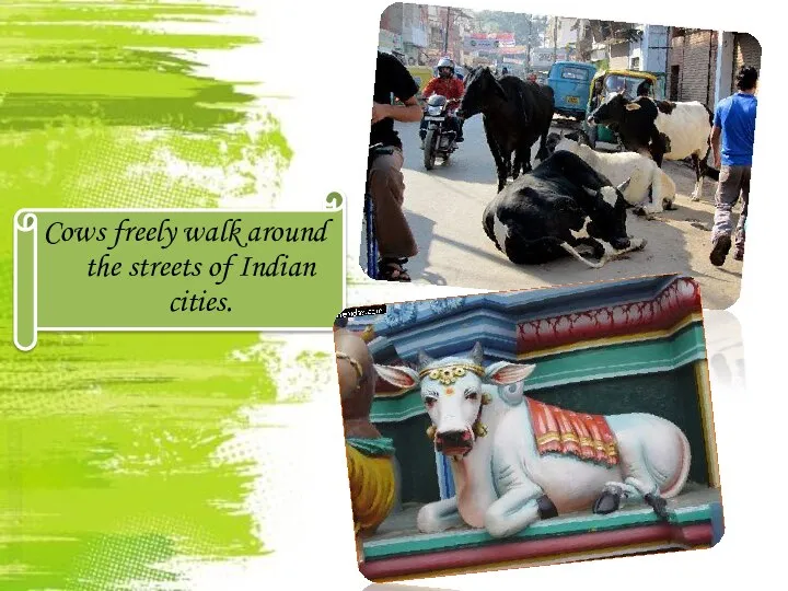 Cows freely walk around the streets of Indian cities.