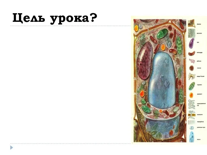 Цель урока?