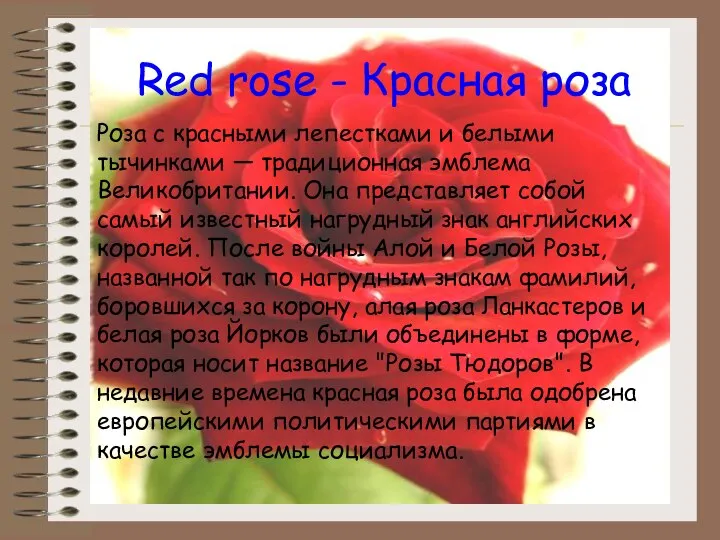 Red rose - Красная роза Роза с красными лепестками и белыми