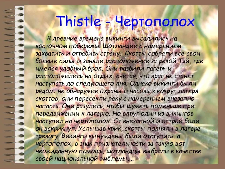 Thistle - Чертополох В древние времена викинги высадились на восточном побережье