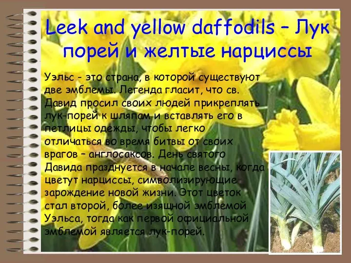 Leek and yellow daffodils – Лук порей и желтые нарциссы Уэльс