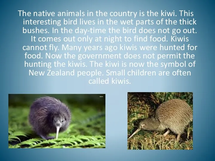 The native animals in the country is the kiwi. This interesting