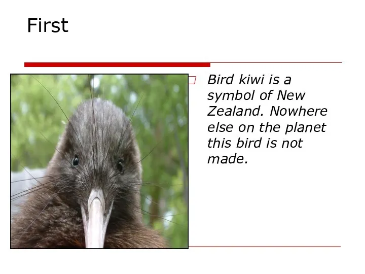 First Bird kiwi is a symbol of New Zealand. Nowhere else