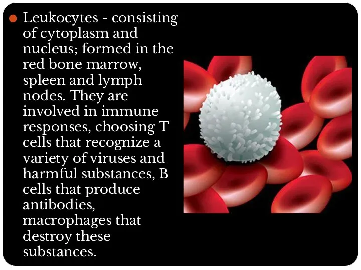 Leukocytes - consisting of cytoplasm and nucleus; formed in the red