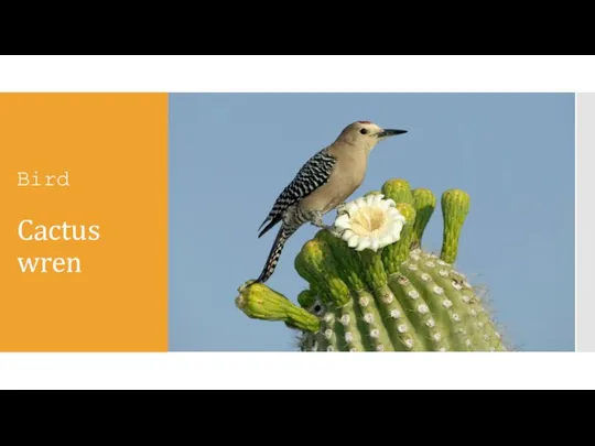 Bird Cactus wren