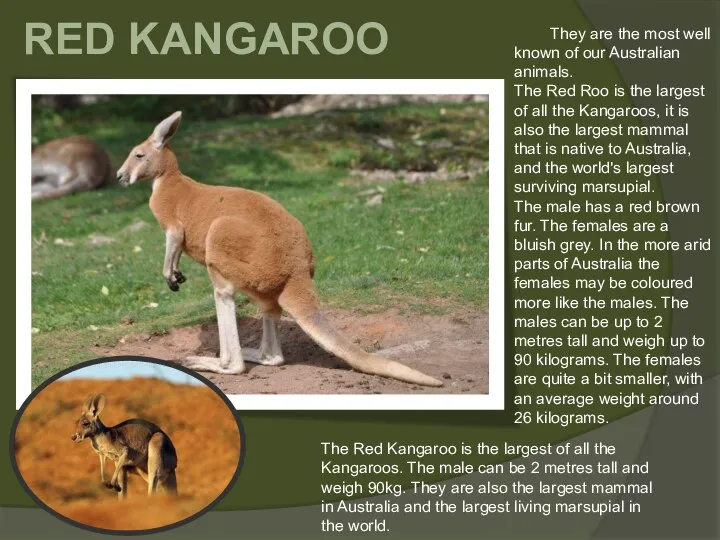 RED KANGAROO The Red Kangaroo is the largest of all the