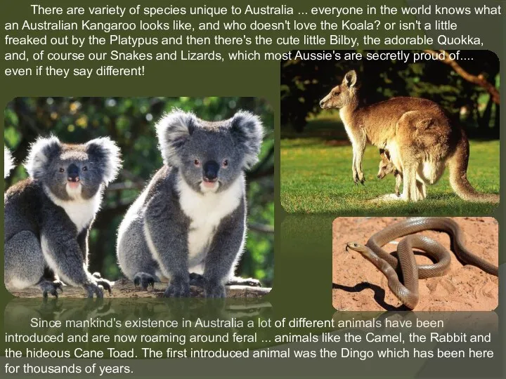 There are variety of species unique to Australia ... everyone in