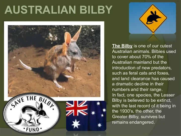 AUSTRALIAN BILBY The Bilby is one of our cutest Australian animals.