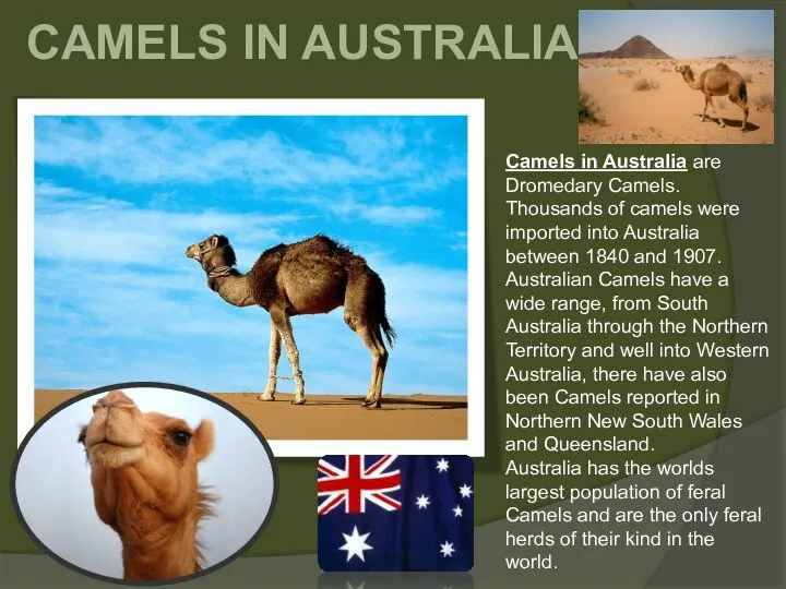 CAMELS IN AUSTRALIA Camels in Australia are Dromedary Camels. Thousands of
