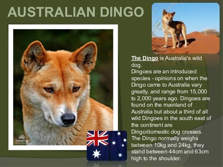 AUSTRALIAN DINGO The Dingo is Australia's wild dog. Dingoes are an