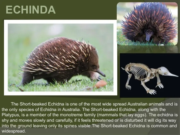 ECHINDA The Short-beaked Echidna is one of the most wide spread