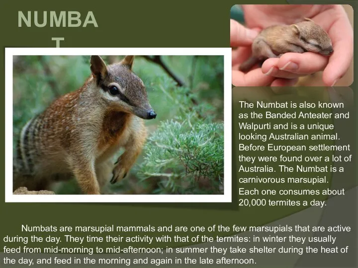 NUMBAT The Numbat is also known as the Banded Anteater and