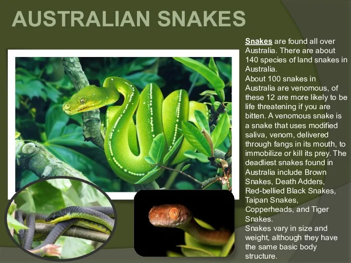 AUSTRALIAN SNAKES Snakes are found all over Australia. There are about