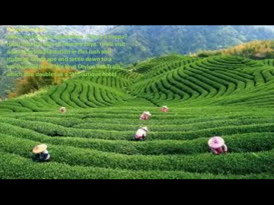 Things to See & Do Visit a working tea plantation -