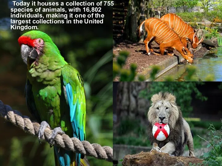 Today it houses a collection of 755 species of animals, with