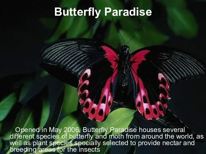 Butterfly Paradise Opened in May 2006, Butterfly Paradise houses several different