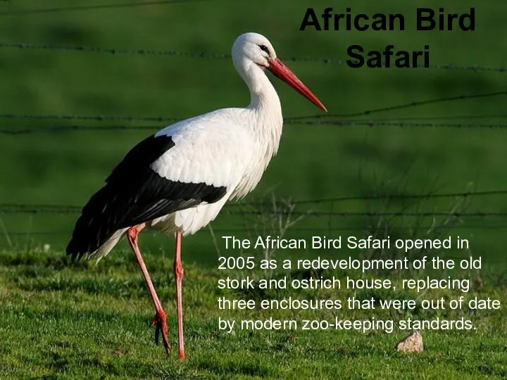 African Bird Safari The African Bird Safari opened in 2005 as