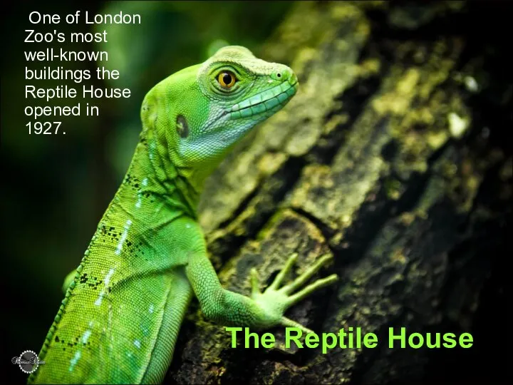The Reptile House One of London Zoo's most well-known buildings the Reptile House opened in 1927.