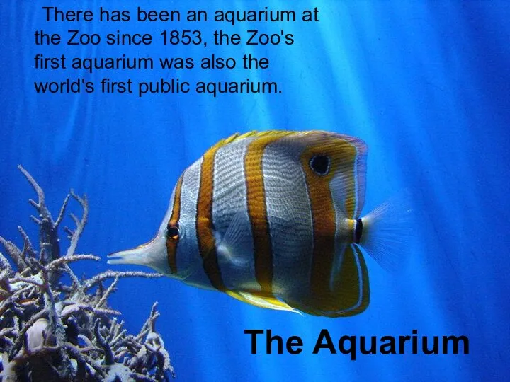 The Aquarium There has been an aquarium at the Zoo since