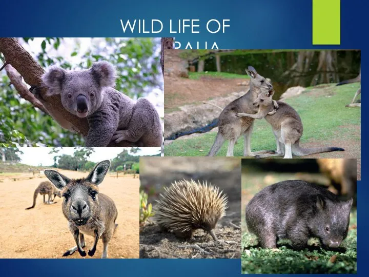 WILD LIFE OF AUSTRALIA