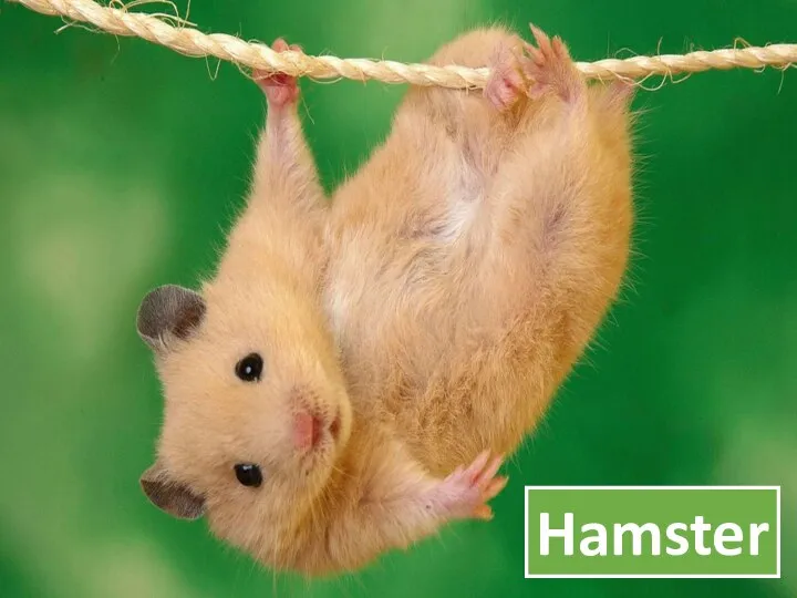 ? Hamster