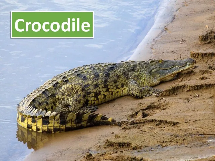 Crocodile