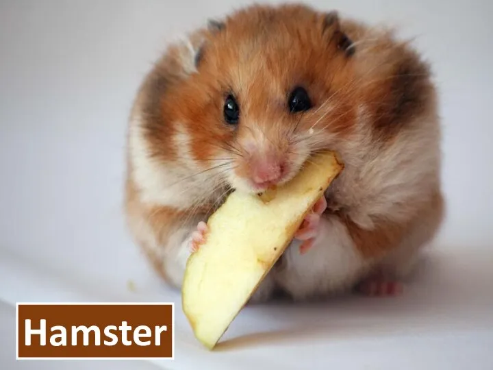 Hamster