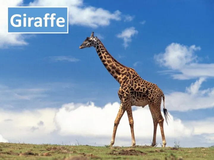 ? Giraffe