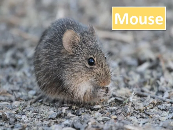 ? Mouse