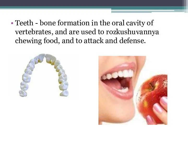 Teeth - bone formation in the oral cavity of vertebrates, and